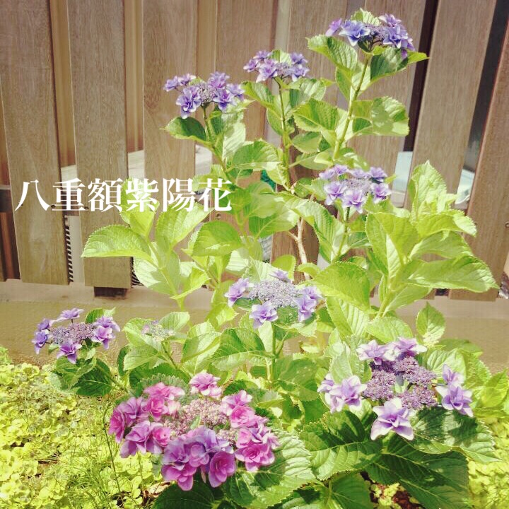6.7八重紫陽花