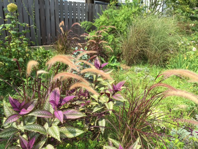 紫エノコロ草